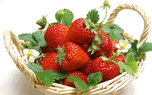 草莓-宇博平台（重庆）草莓加工配送公司