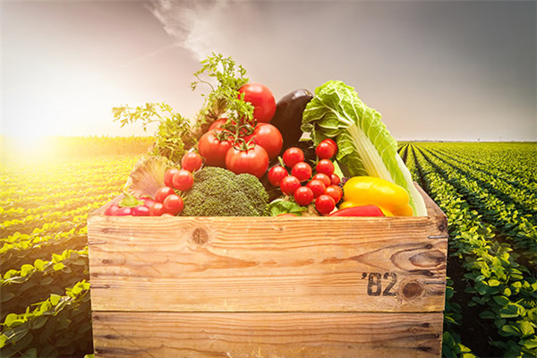 生鲜食材配送如何选择蔬菜、净菜、毛菜加工厂家、配送供应商?
