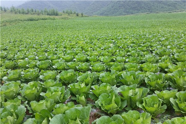 重庆市巫山县蔬菜种植基地