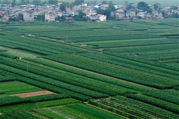 重庆潼南桂林蔬菜种植基地1.jpg