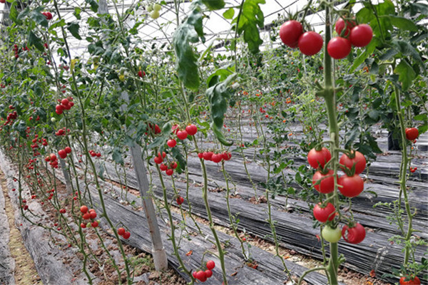 重庆市万州蔬菜基地